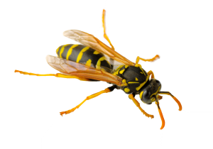 Wasp PNG-74615